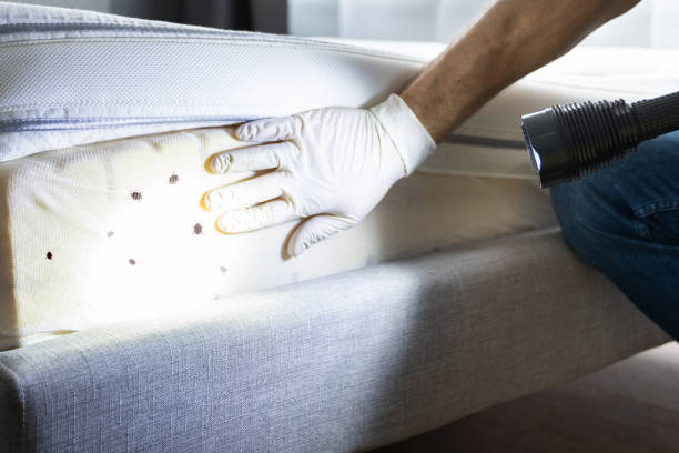 Best Residential Pest Control  in Howland Center, OH